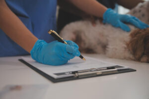 Pet shops e clínicas veterinárias como emitir notas corretamente sem pagar imposto indevido